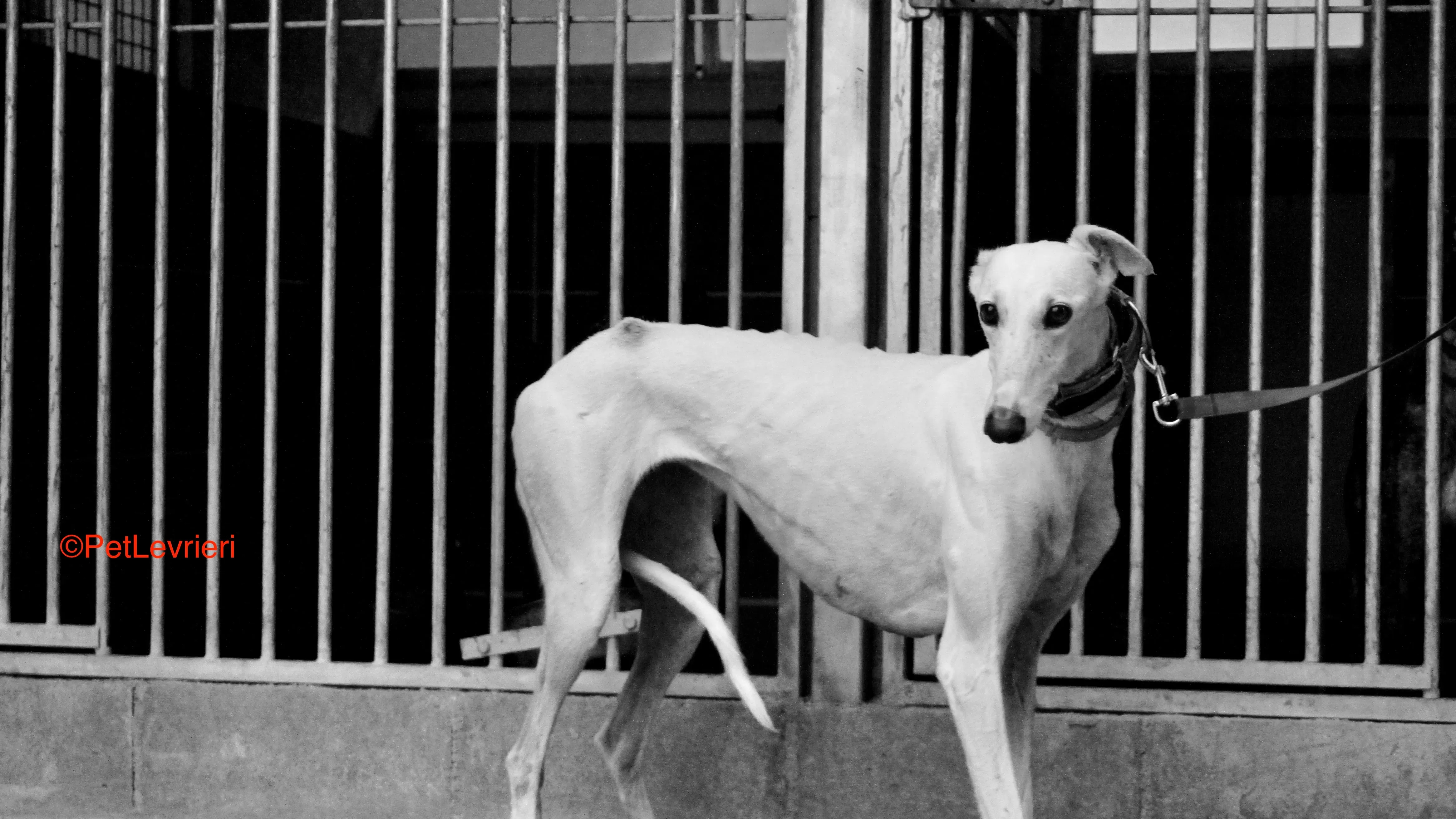 Guinea adozione levrieri galgo 12