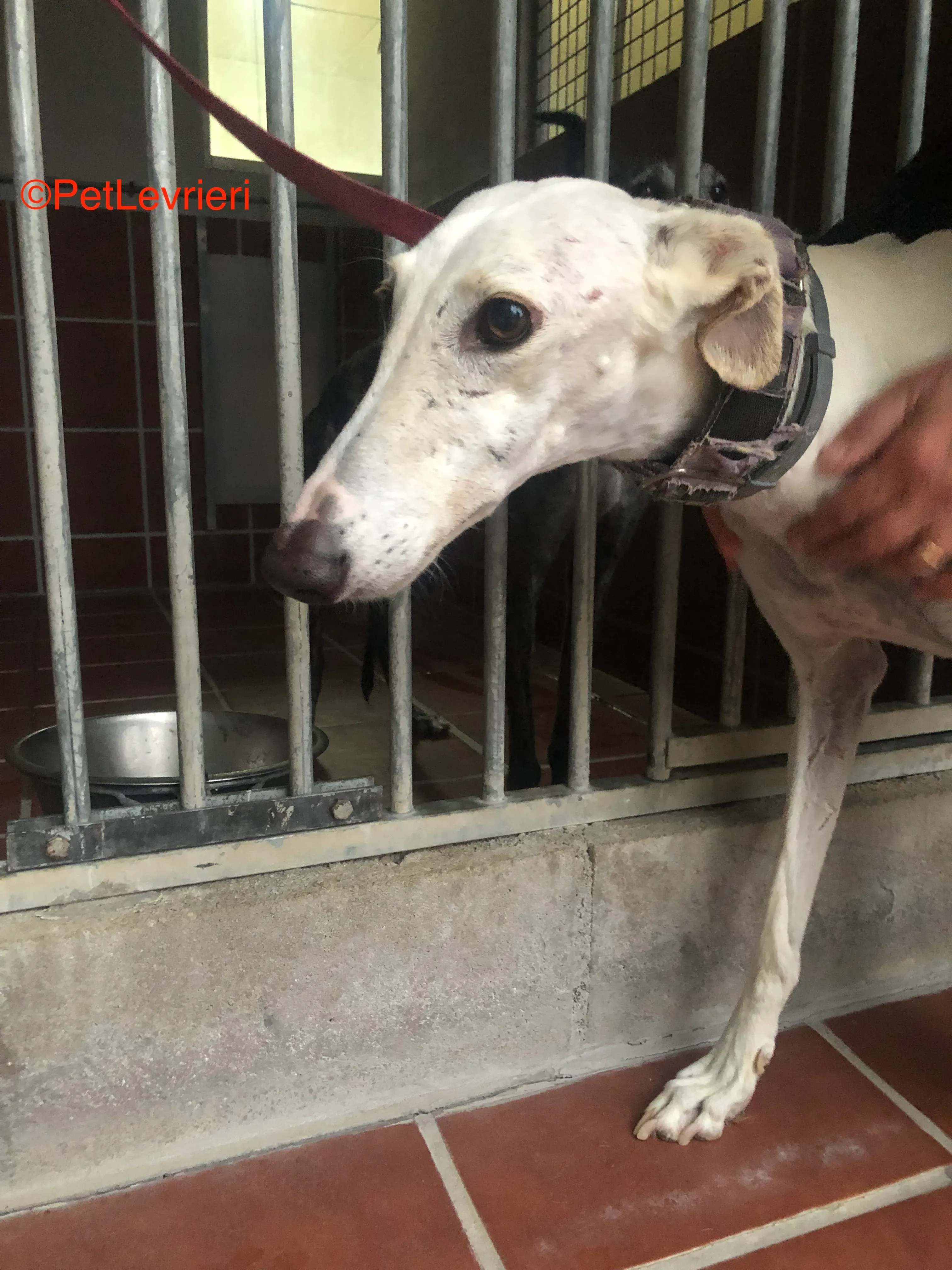 Guinea adozione levrieri galgo 2