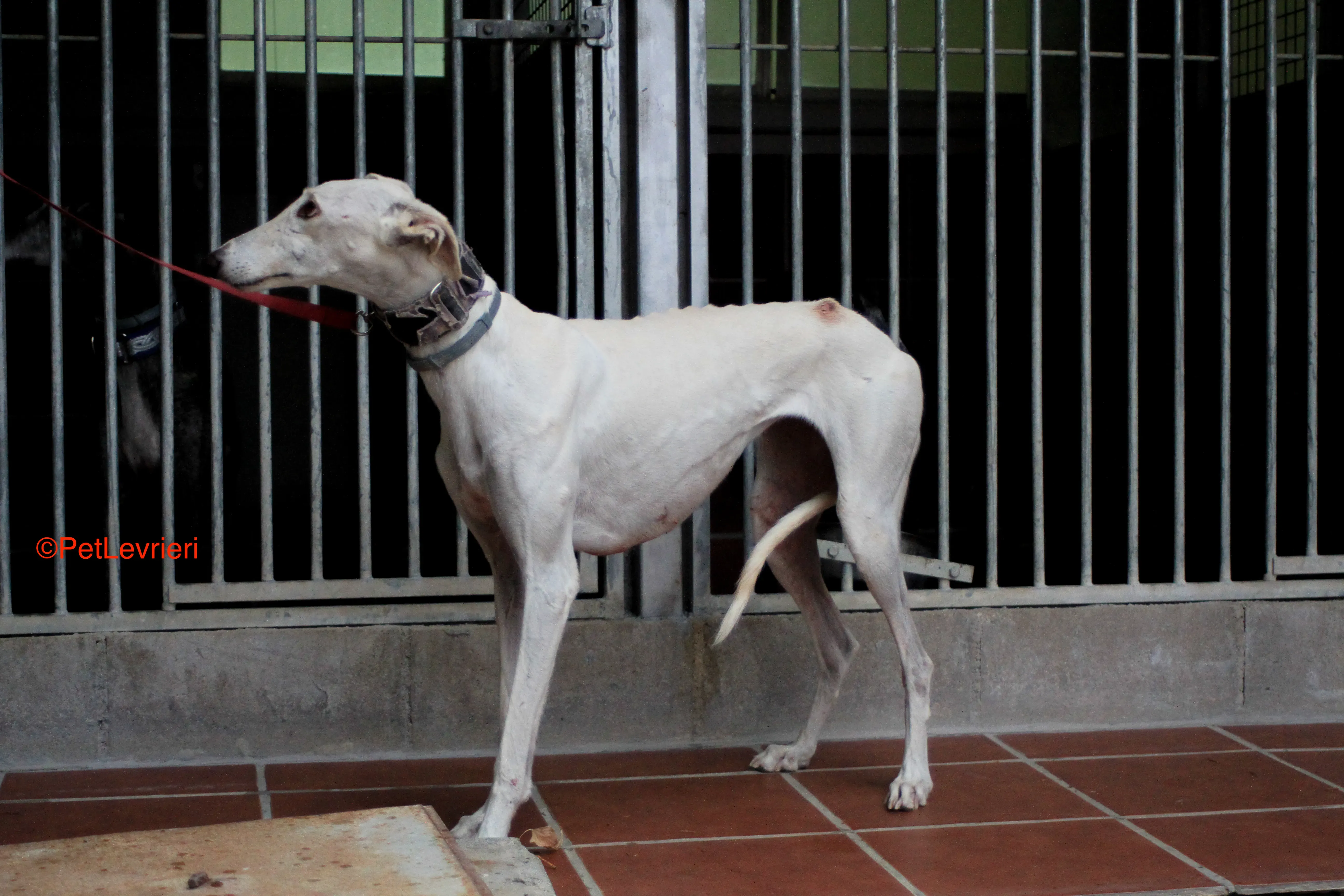 Guinea adozione levrieri galgo 3