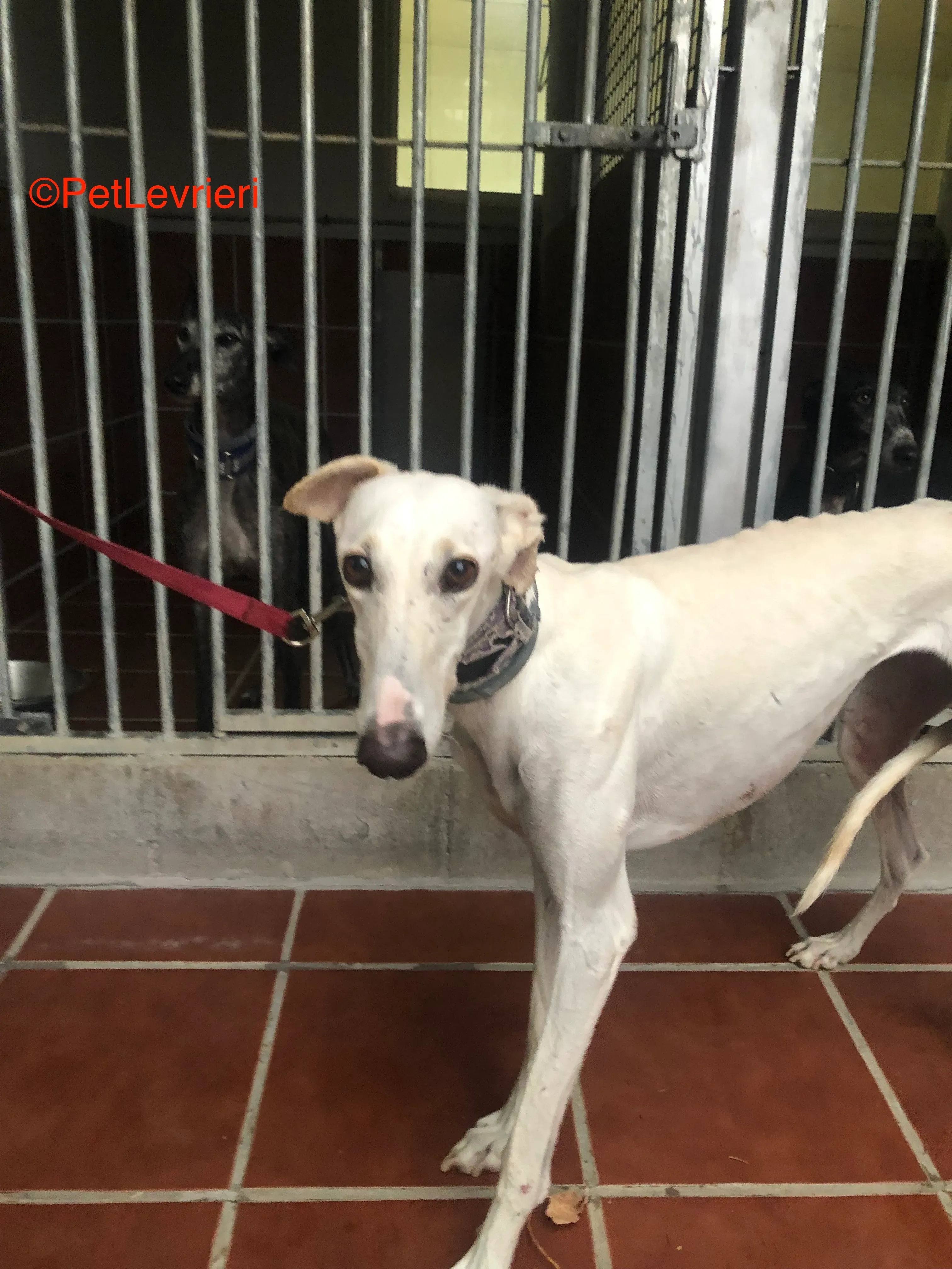 Guinea adozione levrieri galgo 4