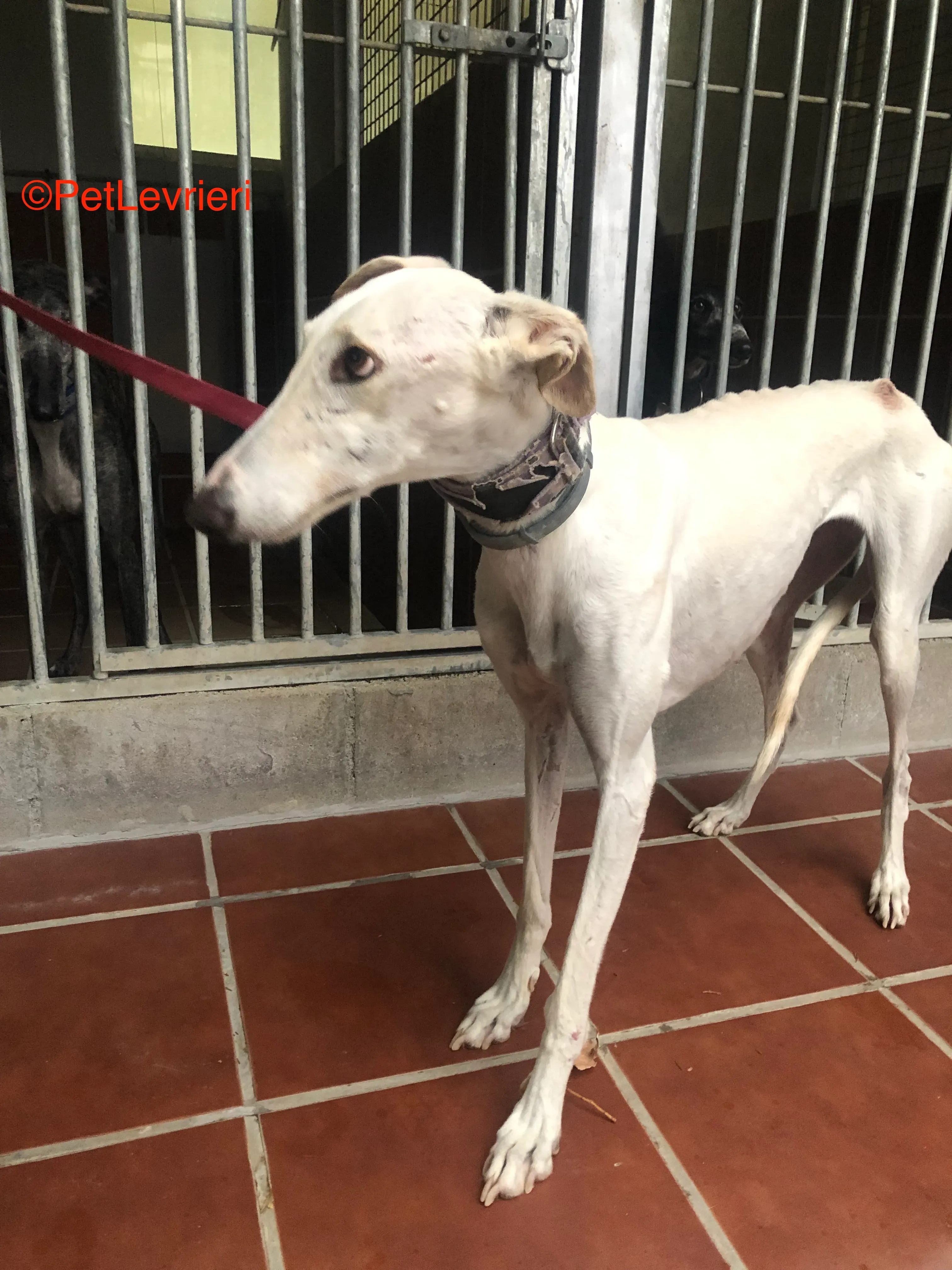 Guinea adozione levrieri galgo 5