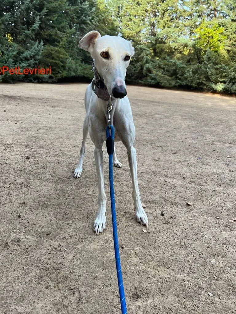 Guinea adozione levrieri galgo 6