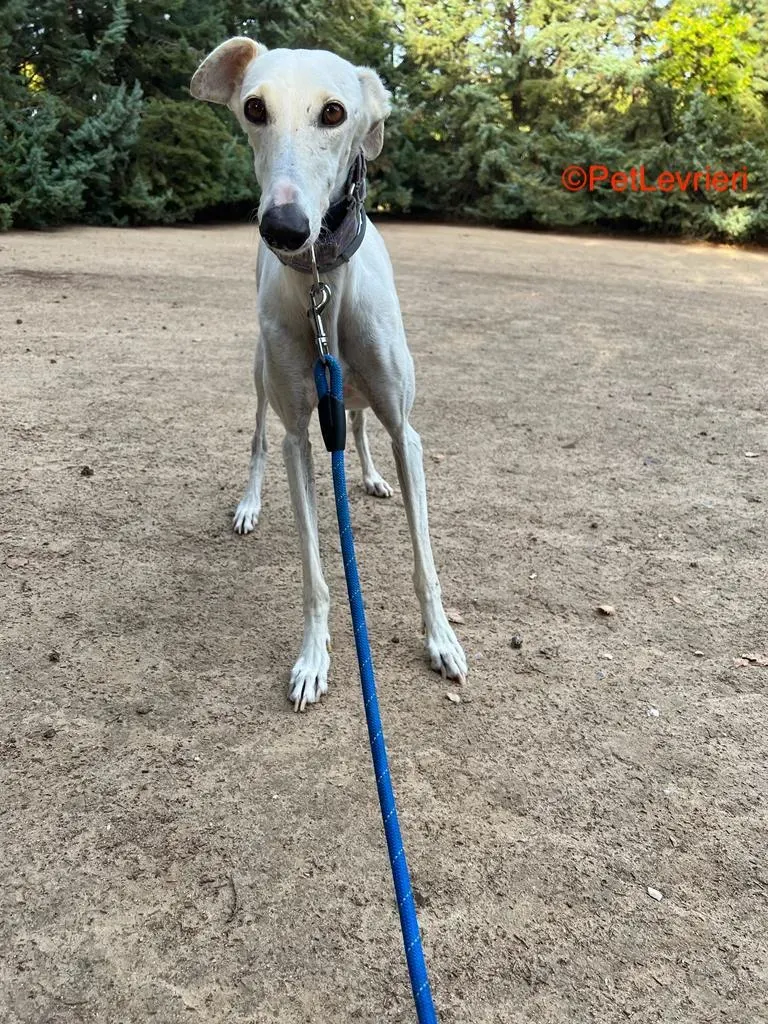 Guinea adozione levrieri galgo 7