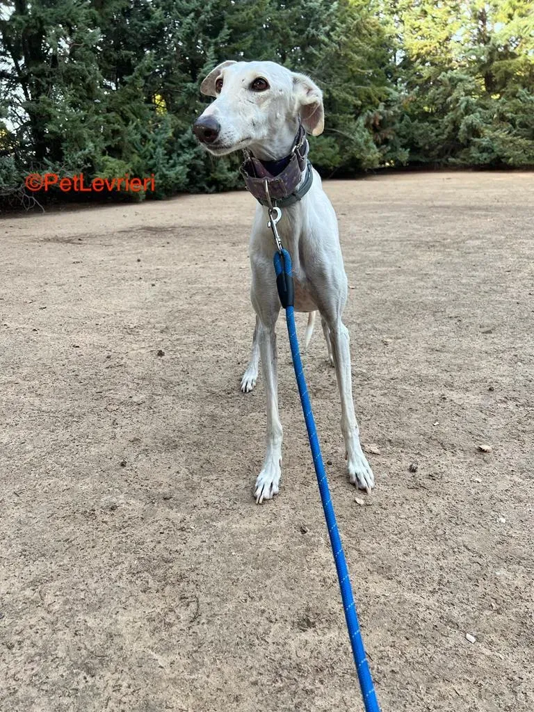 Guinea adozione levrieri galgo 8