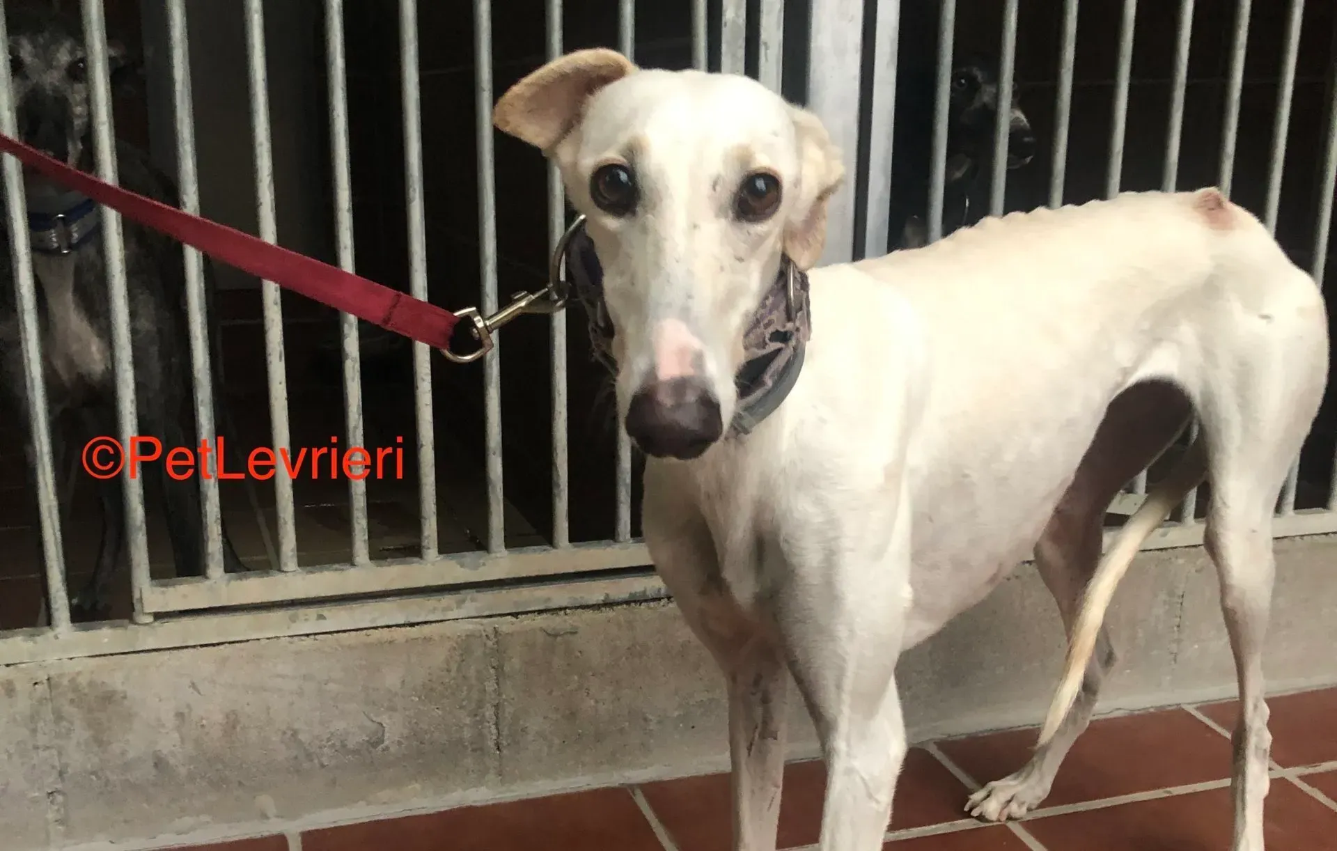 Guinea adozione levrieri galgo 9 scaled e1666643227305