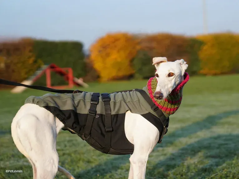 Guinea galgo adozione pet levrieri onlus 0