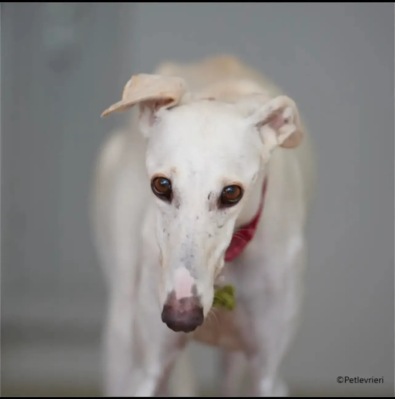 Guinea galgo pet levrieri fodter2