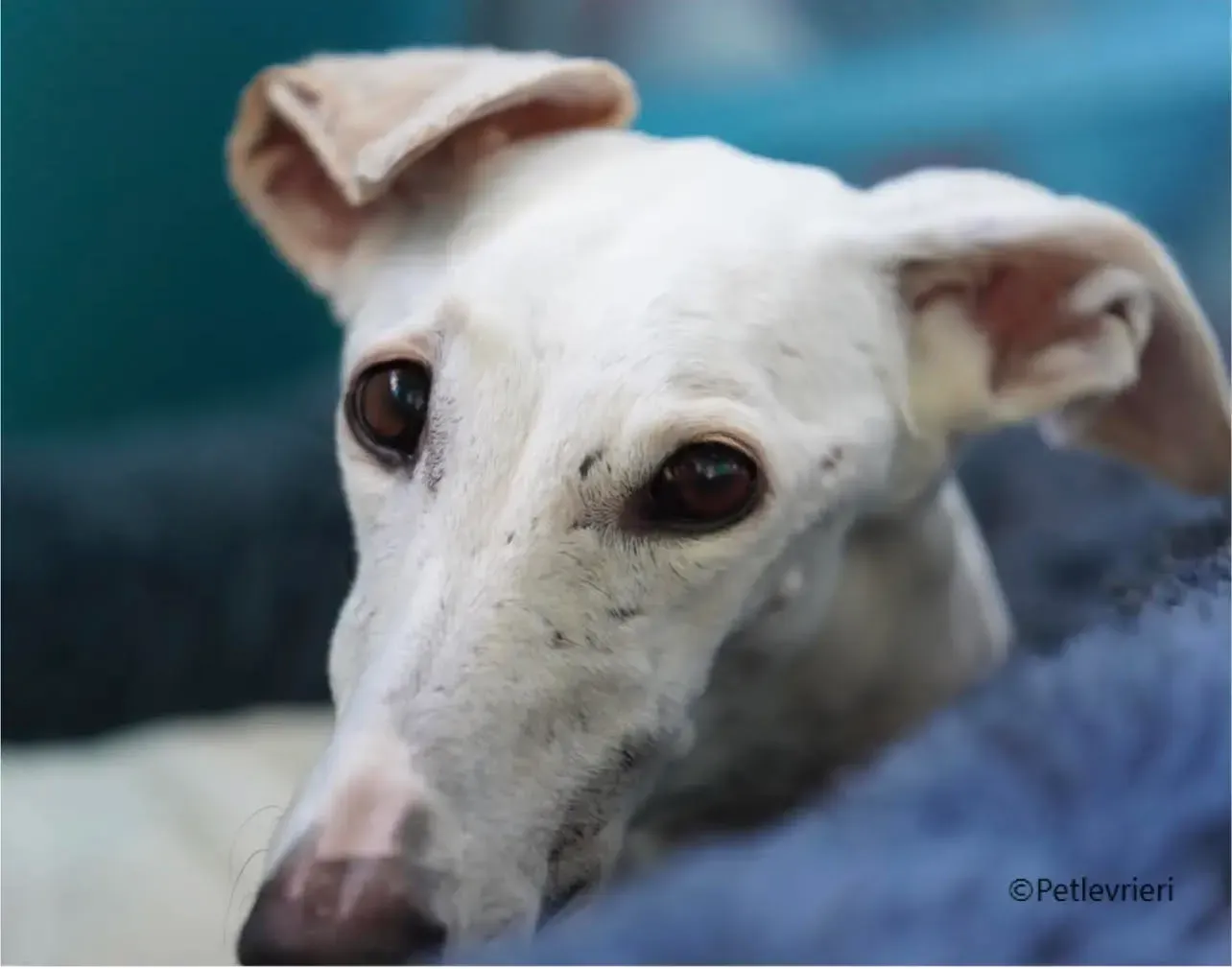 Guinea galgo pet levrieri foster