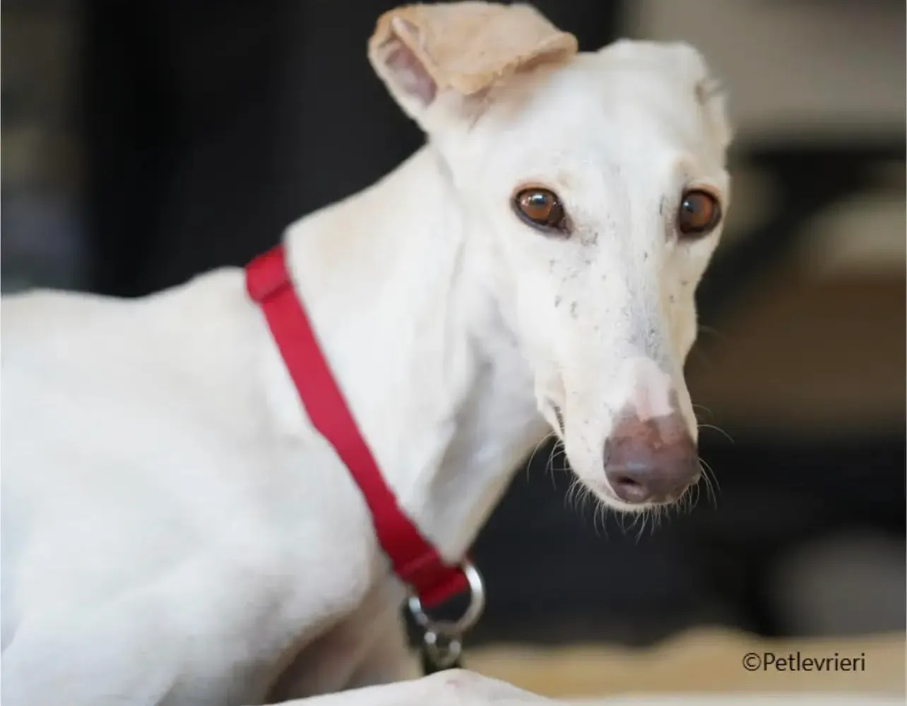 Guinea galgo pet levrieri foster1