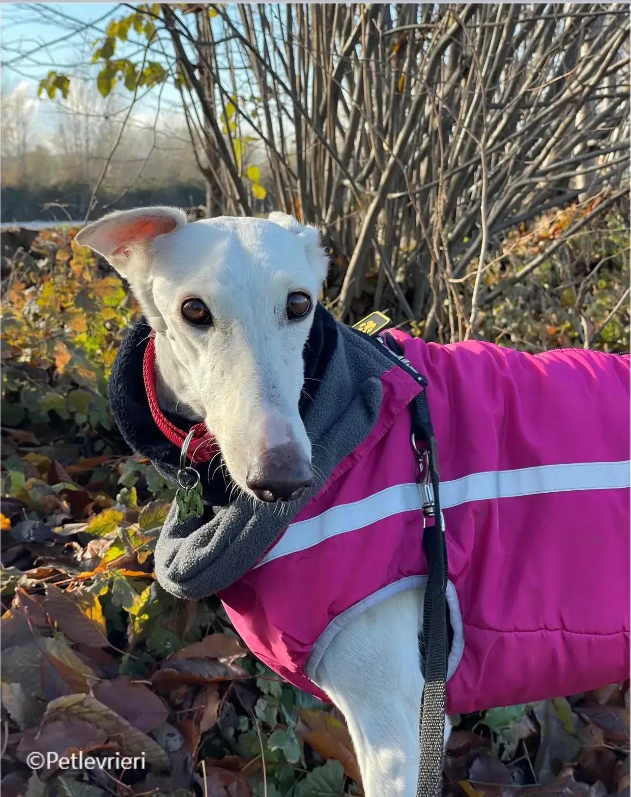 Guinea galgo pet levrieri foster3