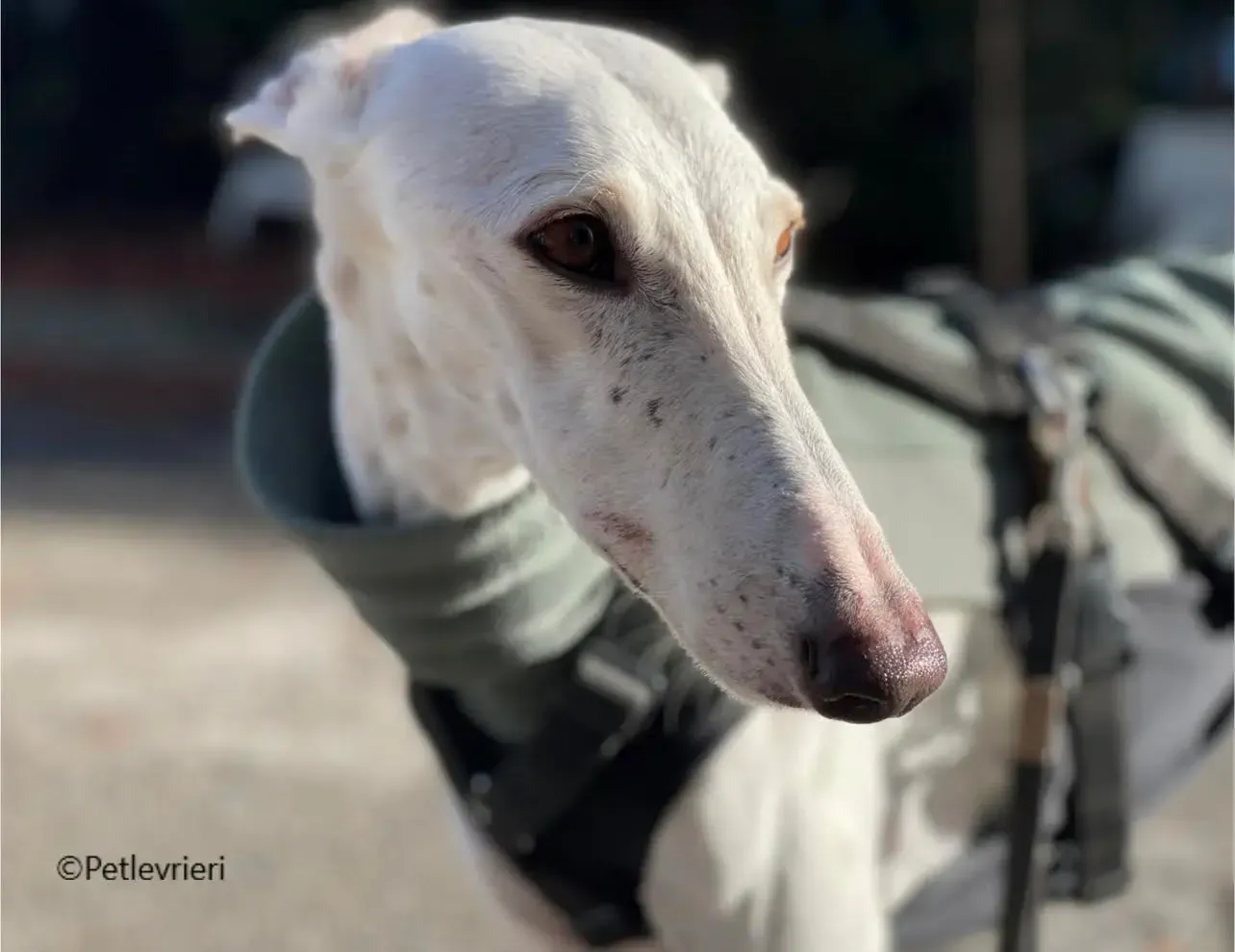 Guinea galgo pet levrieri foster4