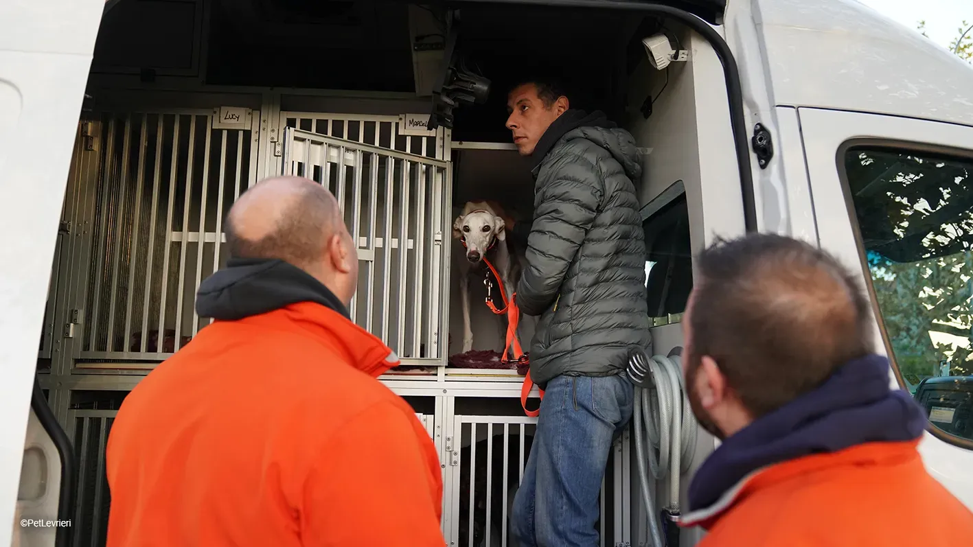 Guinea Galgo bianca cane femmina arrivo 01