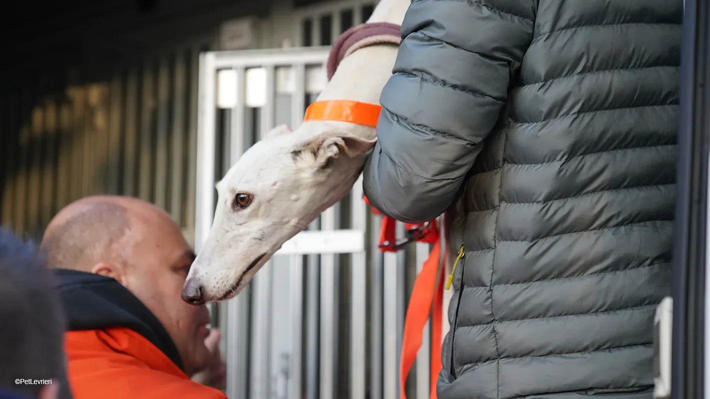 Guinea Galgo bianca cane femmina arrivo 02
