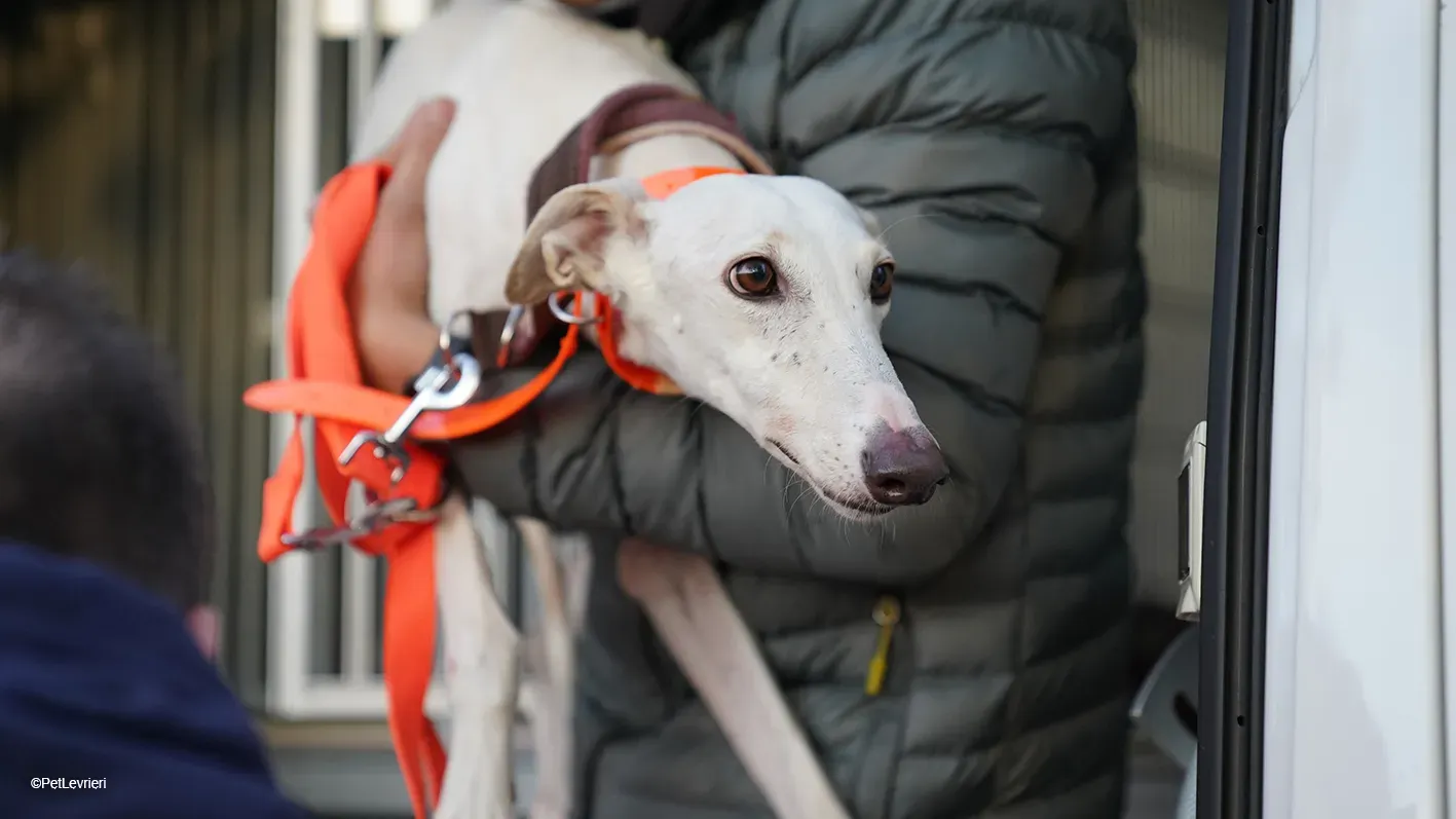 Guinea Galgo bianca cane femmina arrivo 03