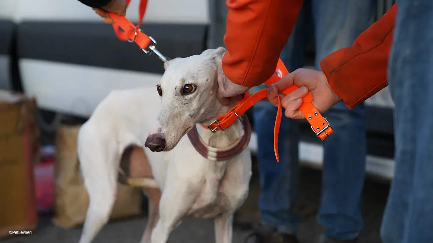 Guinea Galgo bianca cane femmina arrivo 04