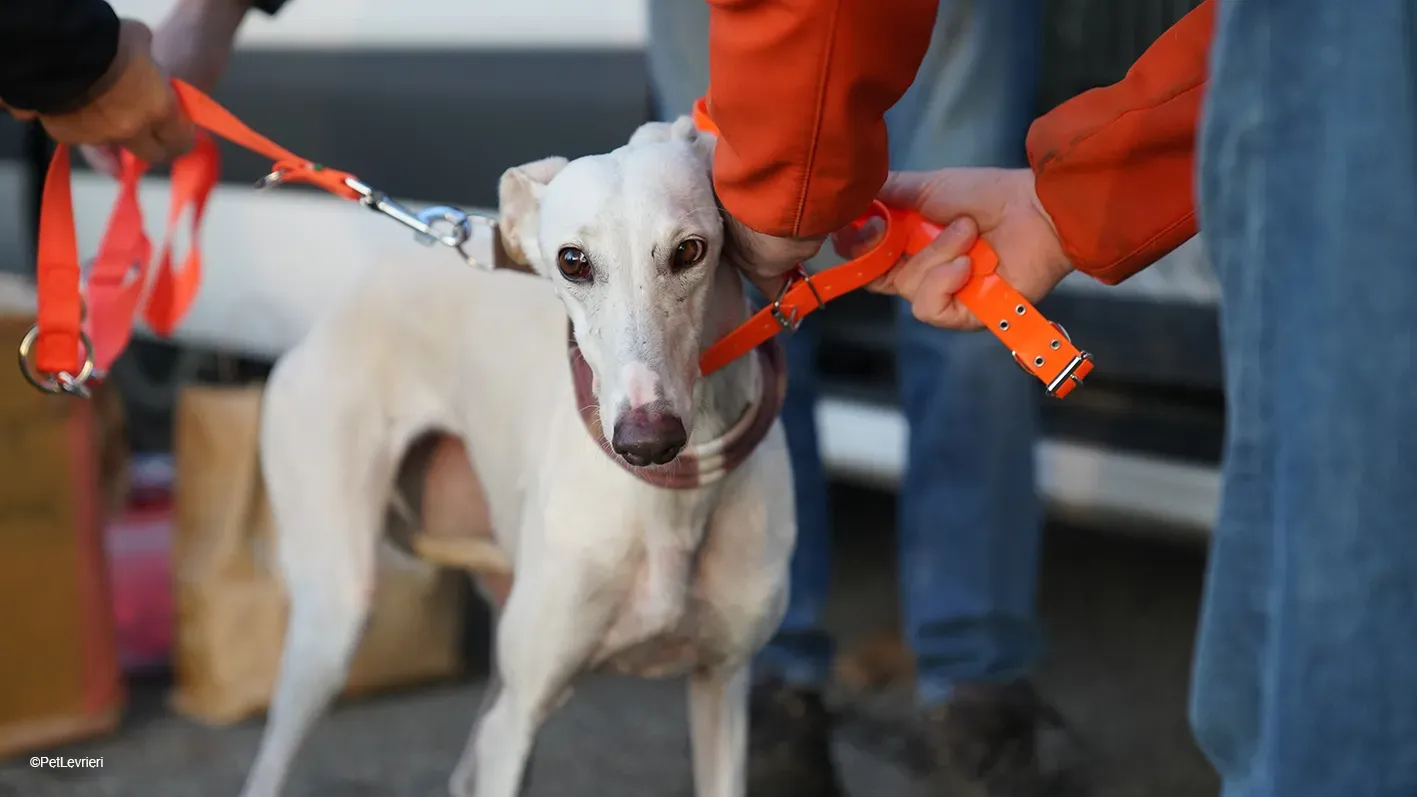 Guinea Galgo bianca cane femmina arrivo 05