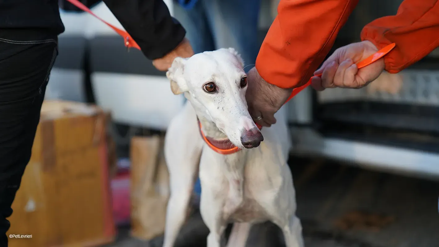Guinea Galgo bianca cane femmina arrivo 06