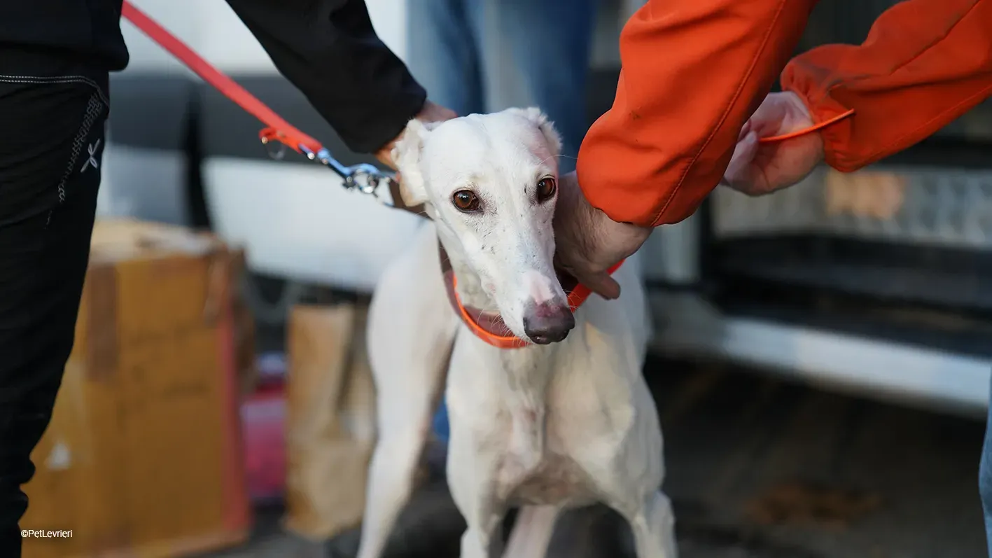 Guinea Galgo bianca cane femmina arrivo 07