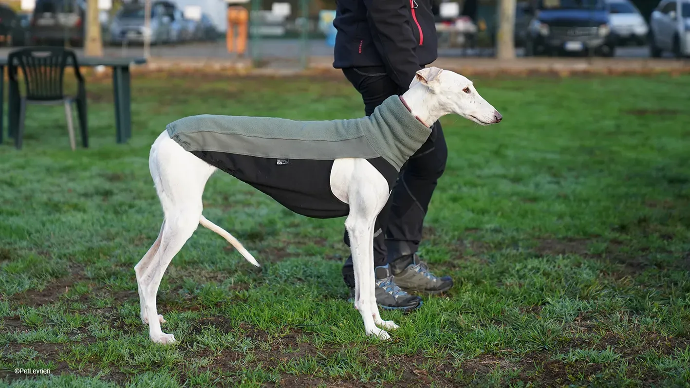 Guinea Galgo bianca cane femmina arrivo 08