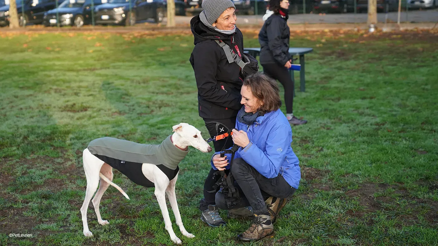 Guinea Galgo bianca cane femmina arrivo 09