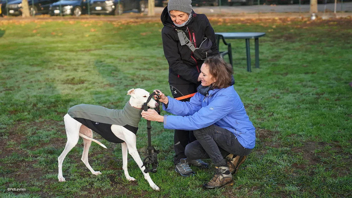 Guinea Galgo bianca cane femmina arrivo 10
