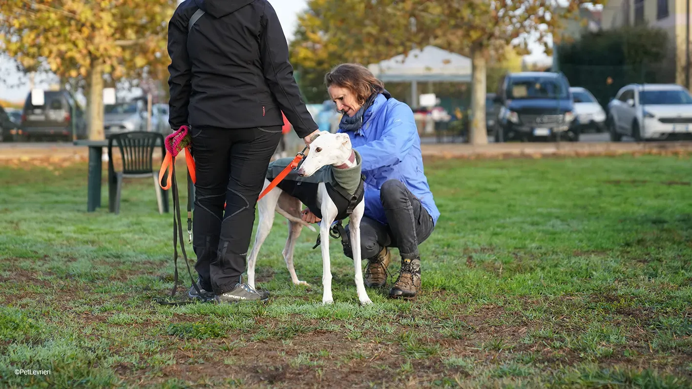 Guinea Galgo bianca cane femmina arrivo 11