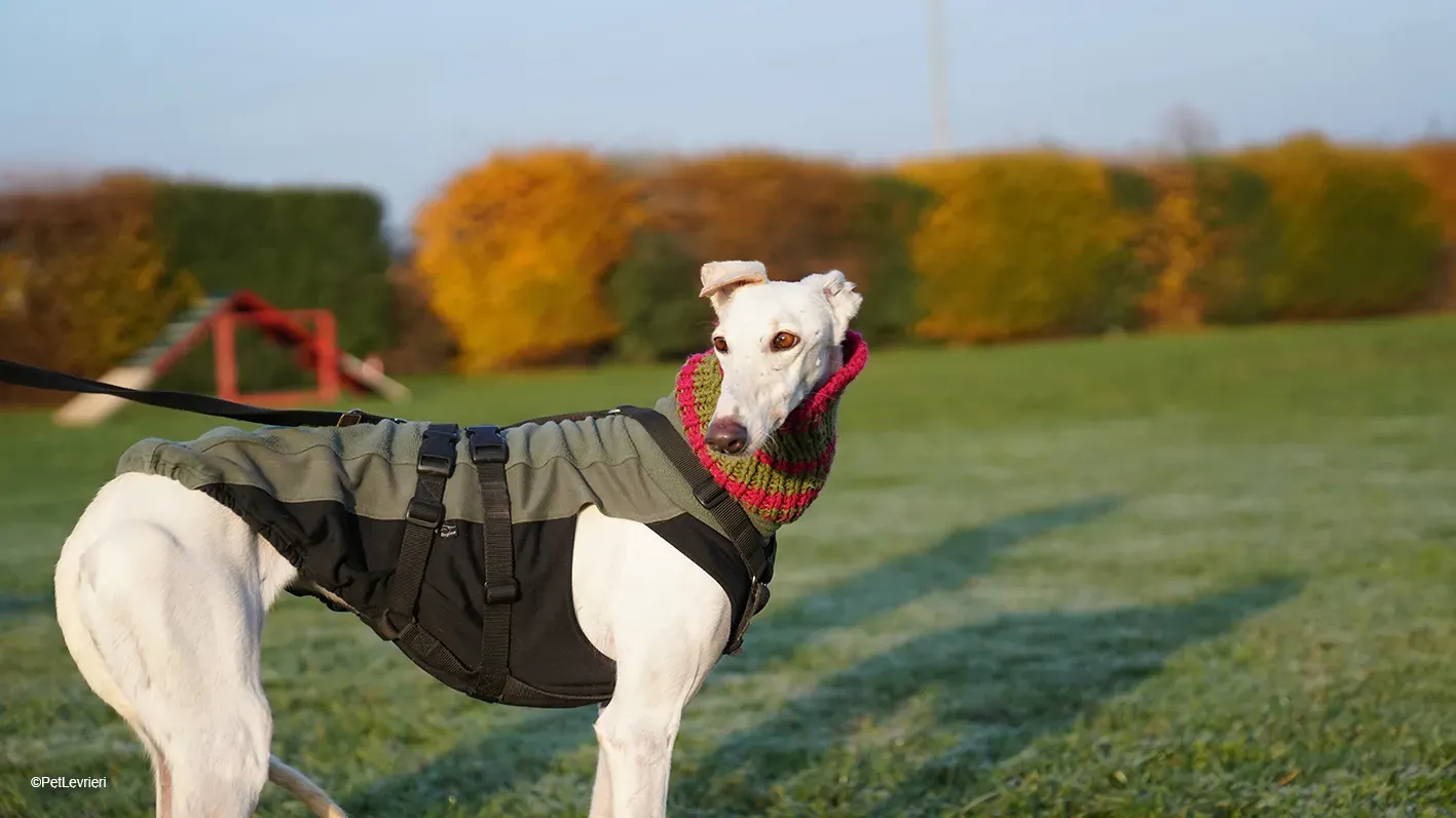 Guinea Galgo bianca cane femmina arrivo 12
