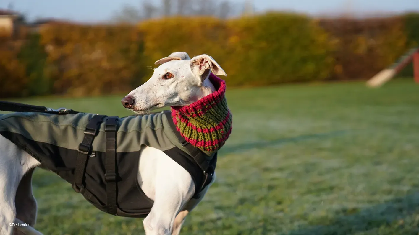 Guinea Galgo bianca cane femmina arrivo 13