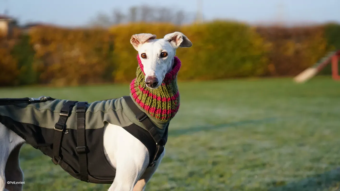 Guinea Galgo bianca cane femmina arrivo 14