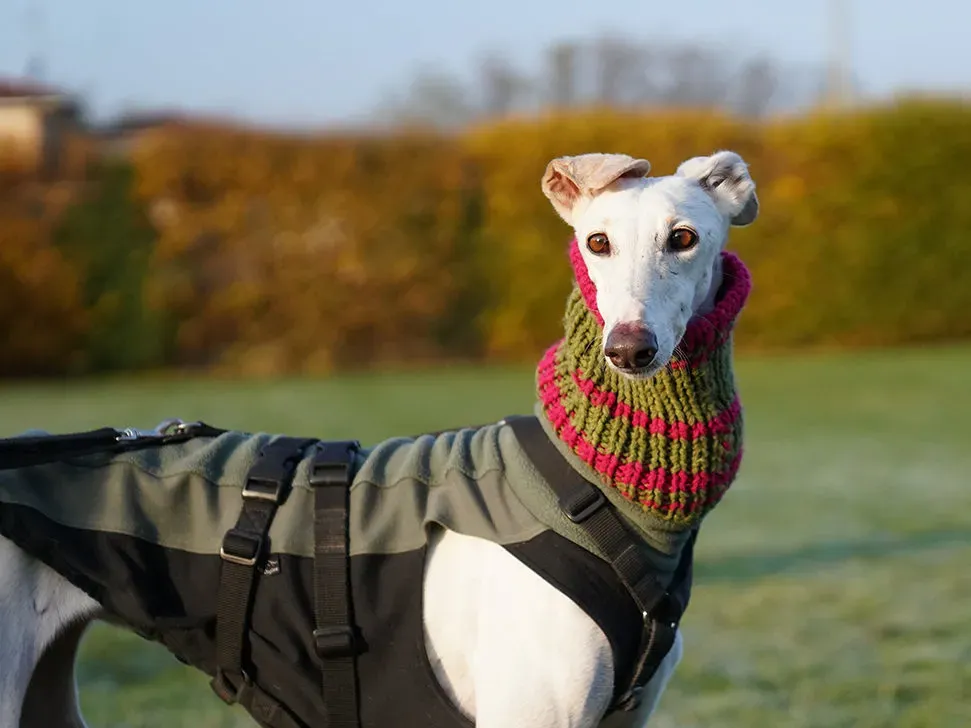 Guinea Galgo bianca cane femmina arrivo 15 e1670338806625