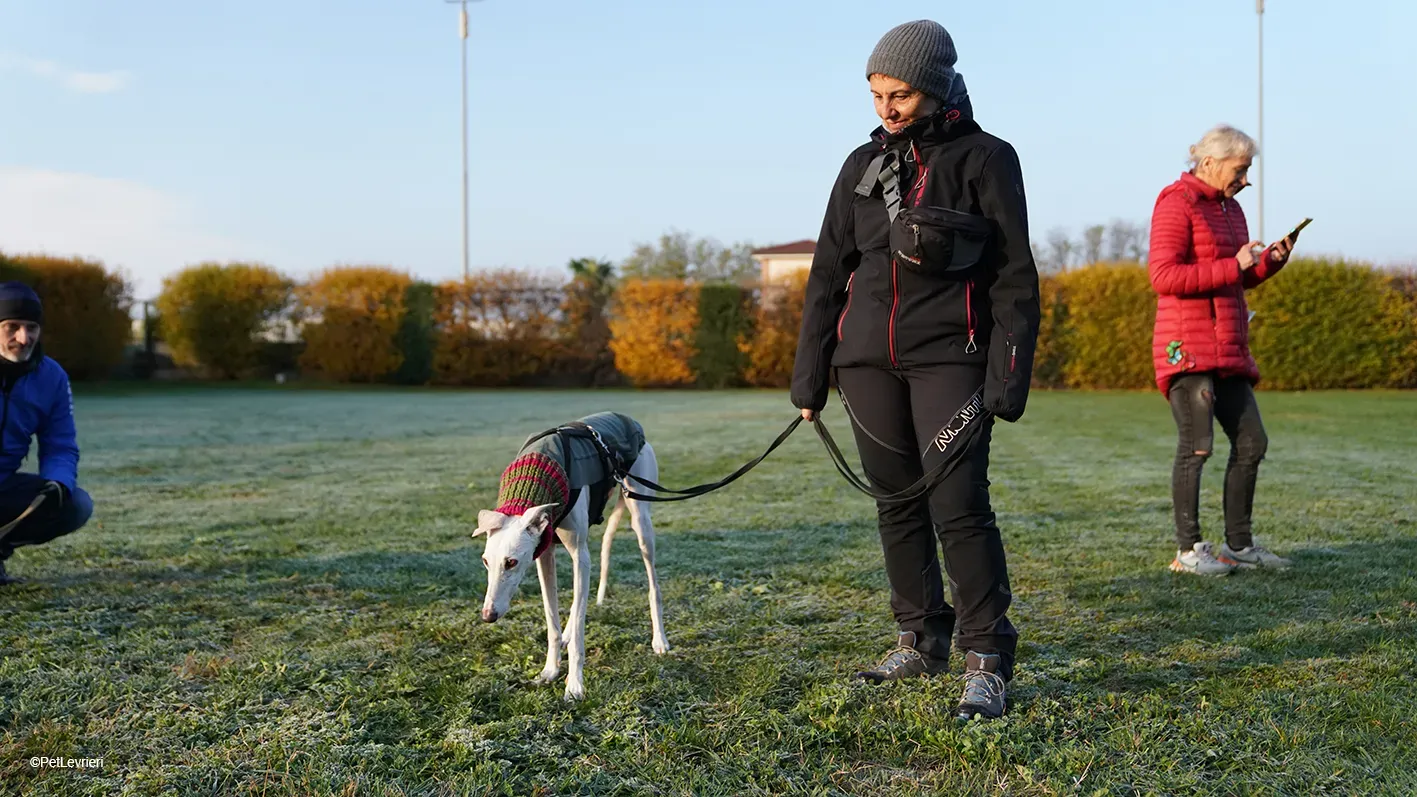 Guinea Galgo bianca cane femmina arrivo 16