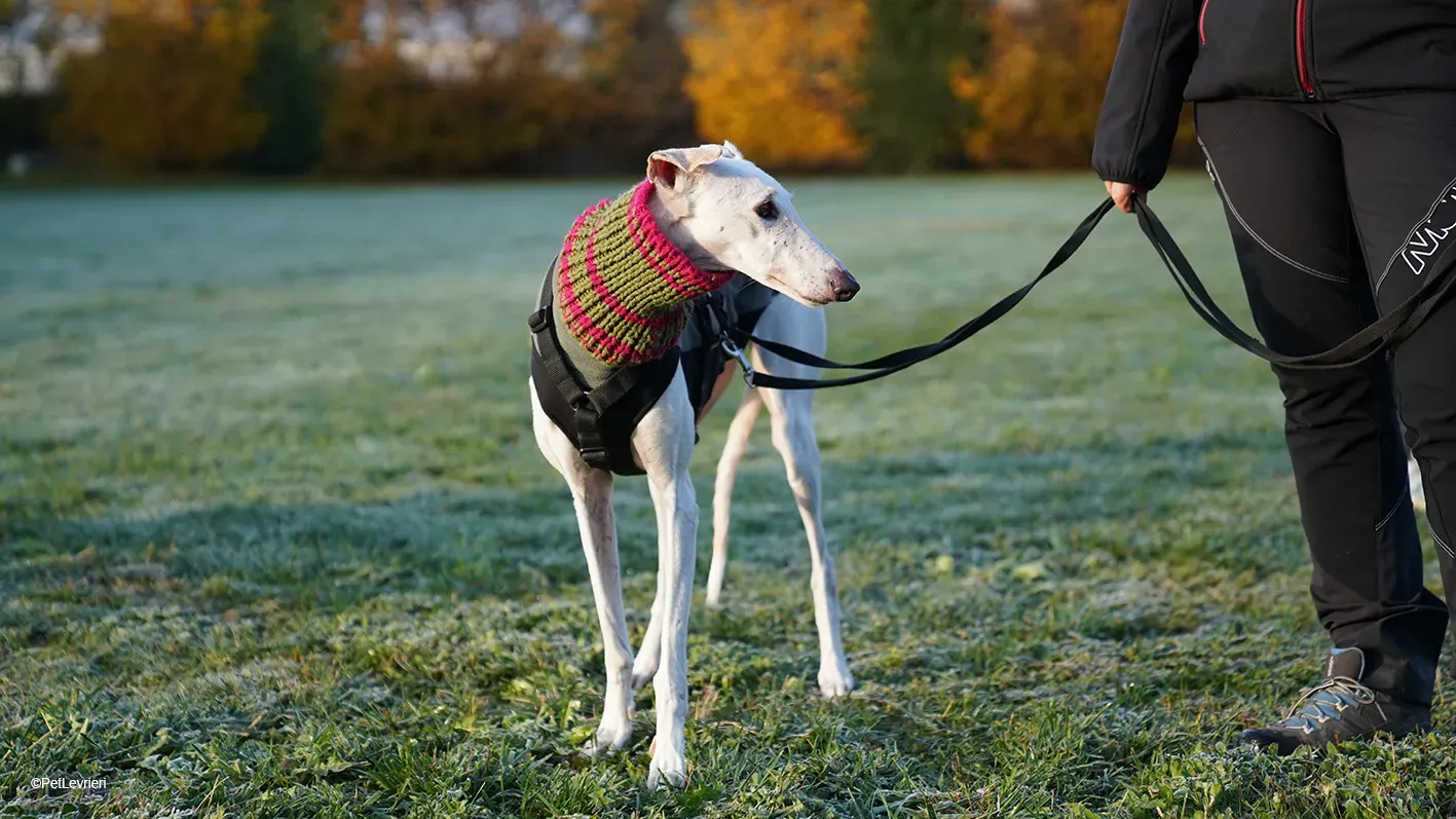 Guinea Galgo bianca cane femmina arrivo 17