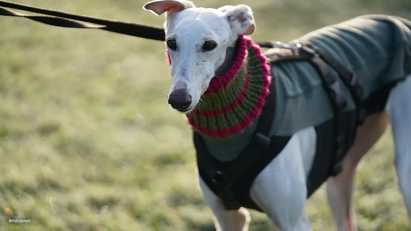 Guinea Galgo bianca cane femmina arrivo 18