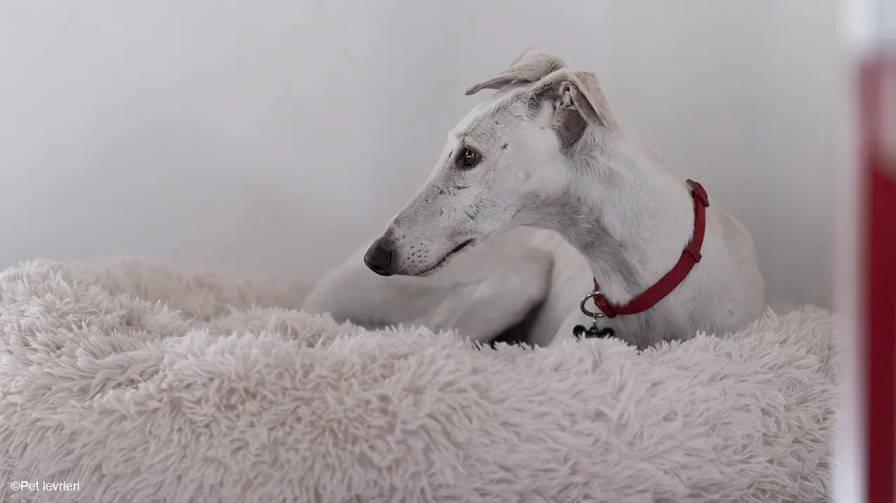 Guinea Galgo bianca cane femmina casa foster 01