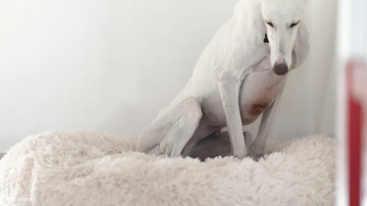 Guinea Galgo bianca cane femmina casa foster 02