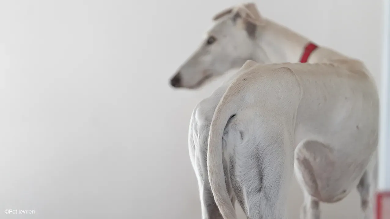 Guinea Galgo bianca cane femmina casa foster 03