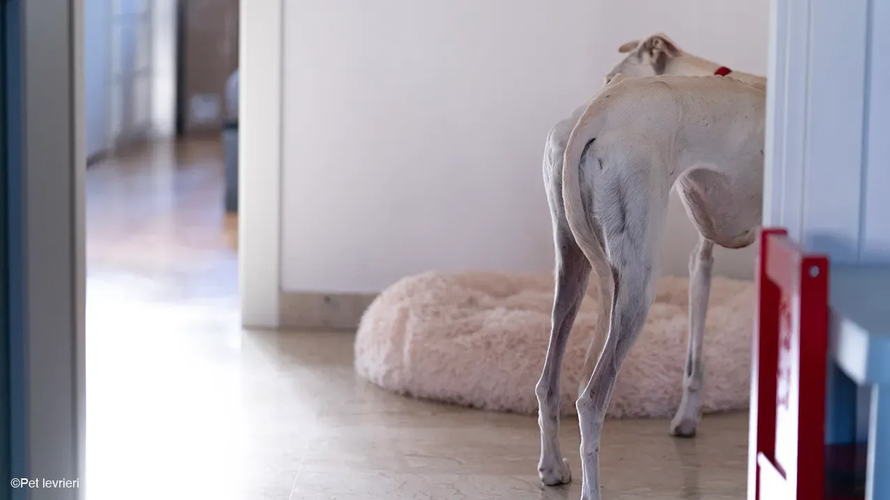 Guinea Galgo bianca cane femmina casa foster 04