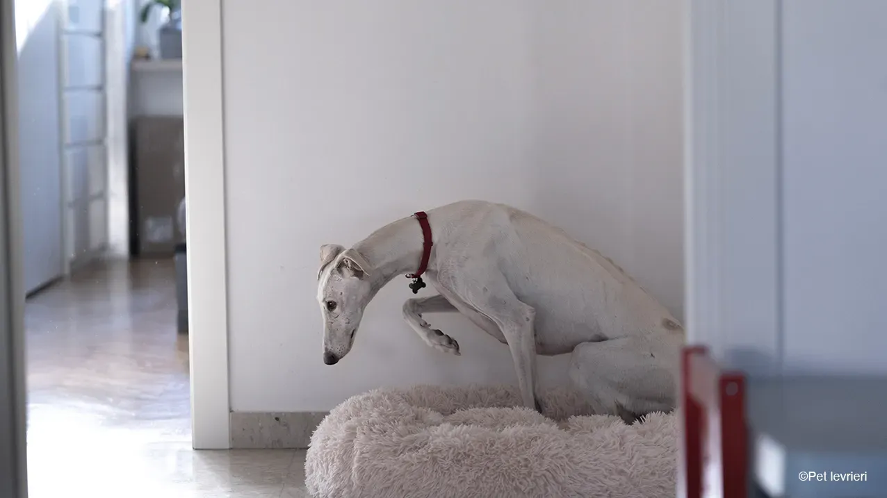 Guinea Galgo bianca cane femmina casa foster 05