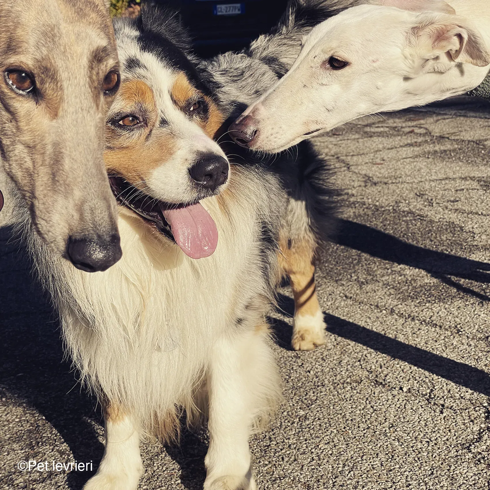 Guinea galgo bianco levriero  cane adozione bellezza fosterhome 01