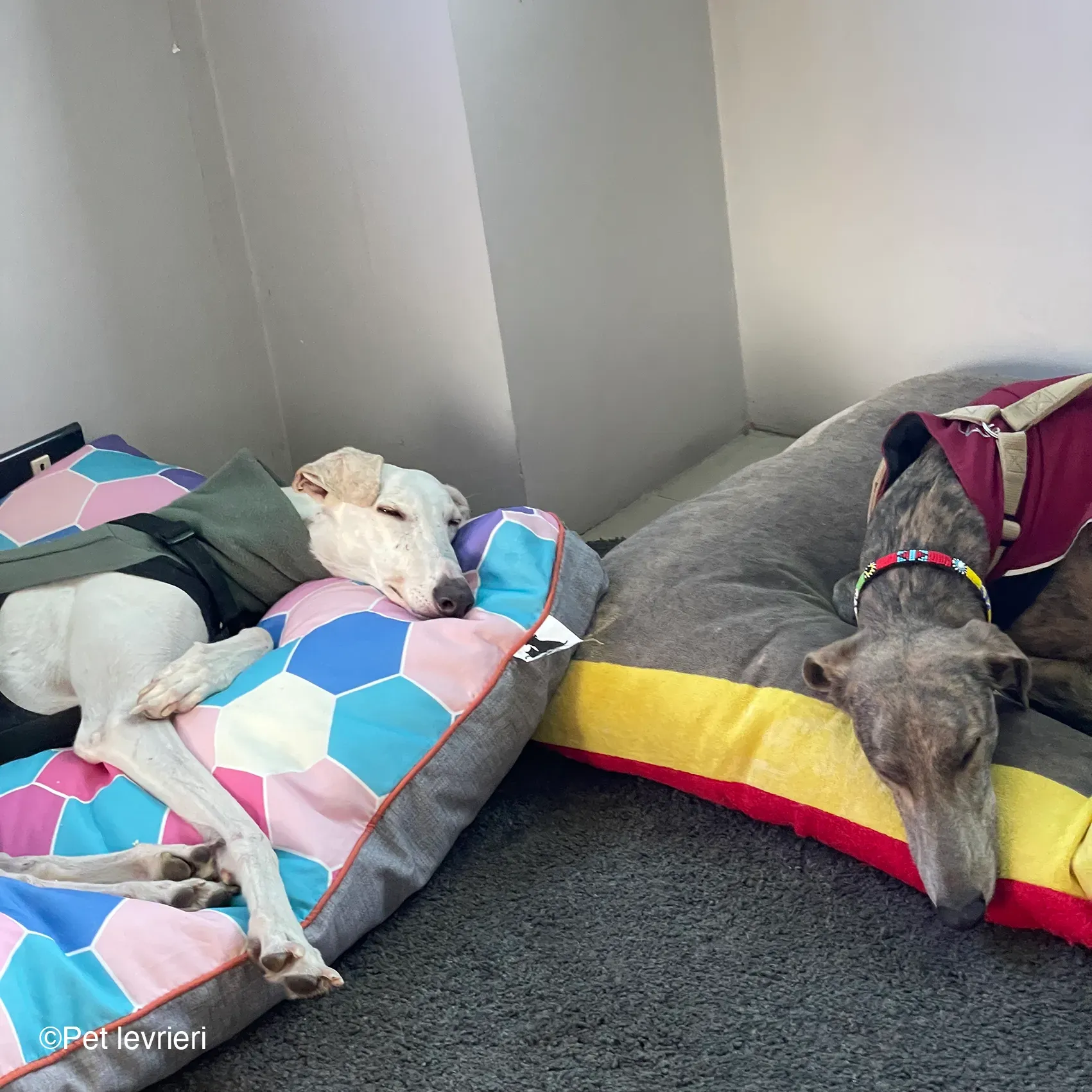 Guinea galgo bianco levriero  cane adozione bellezza fosterhome 02