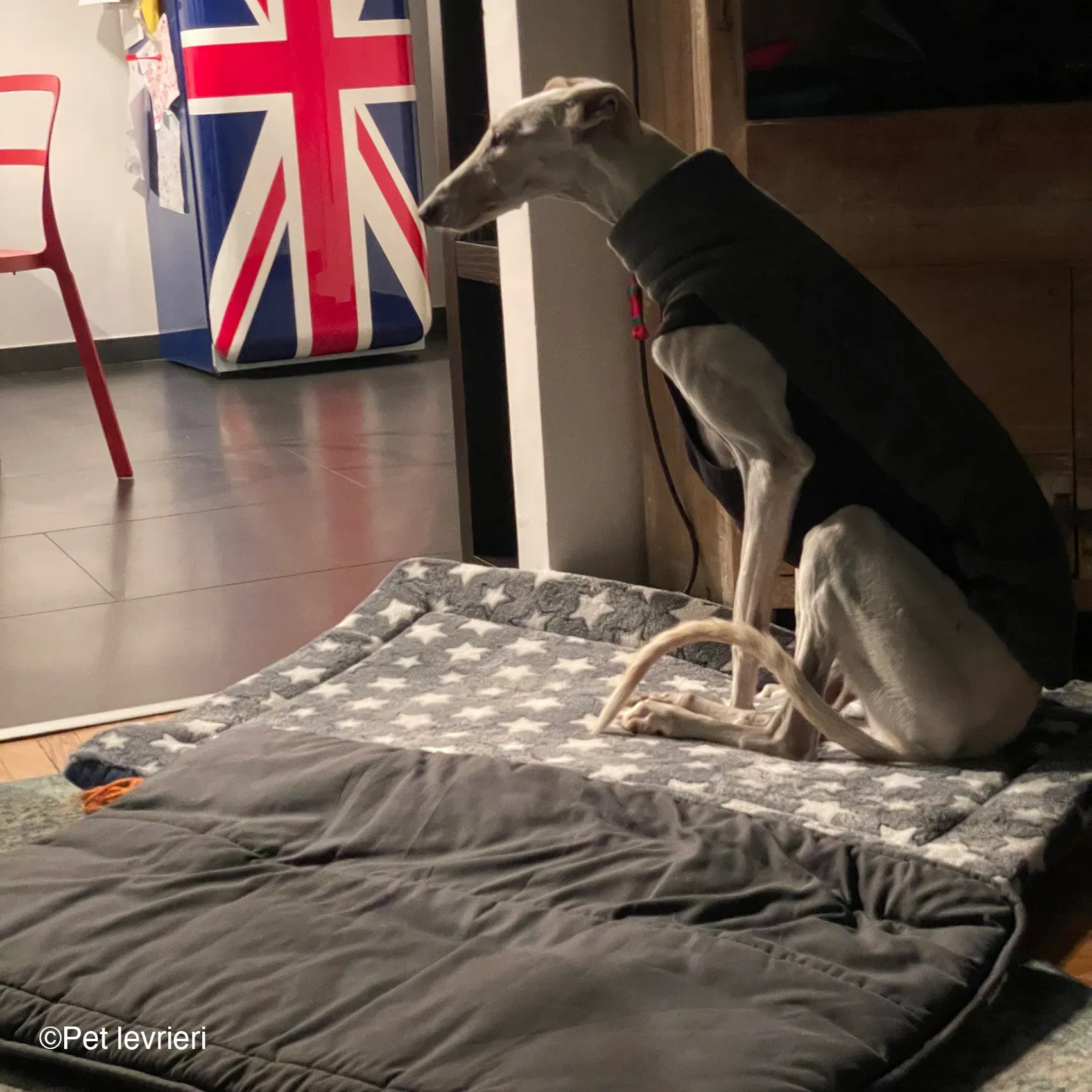 Guinea galgo bianco levriero  cane adozione bellezza fosterhome 03