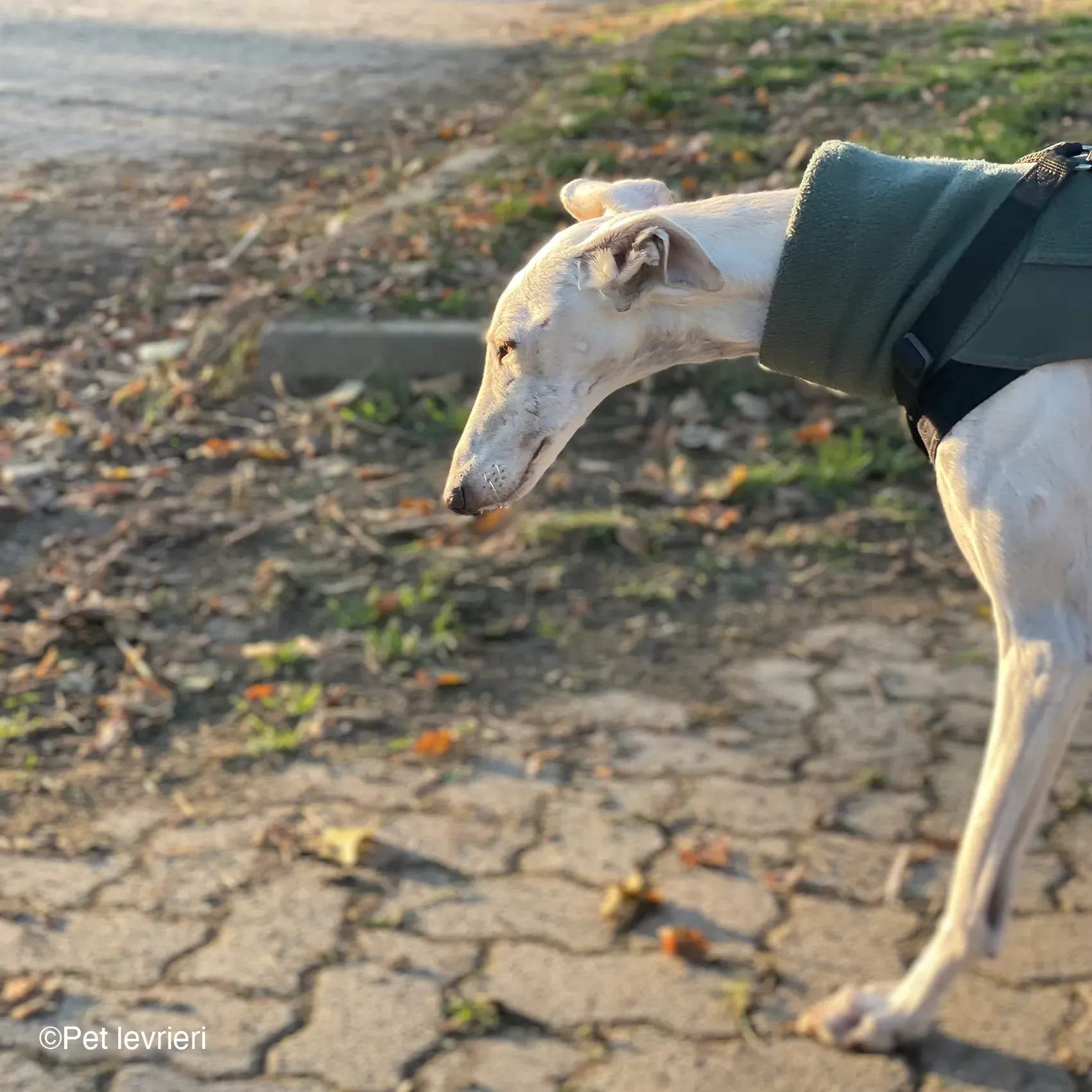 Guinea galgo bianco levriero  cane adozione bellezza fosterhome 04