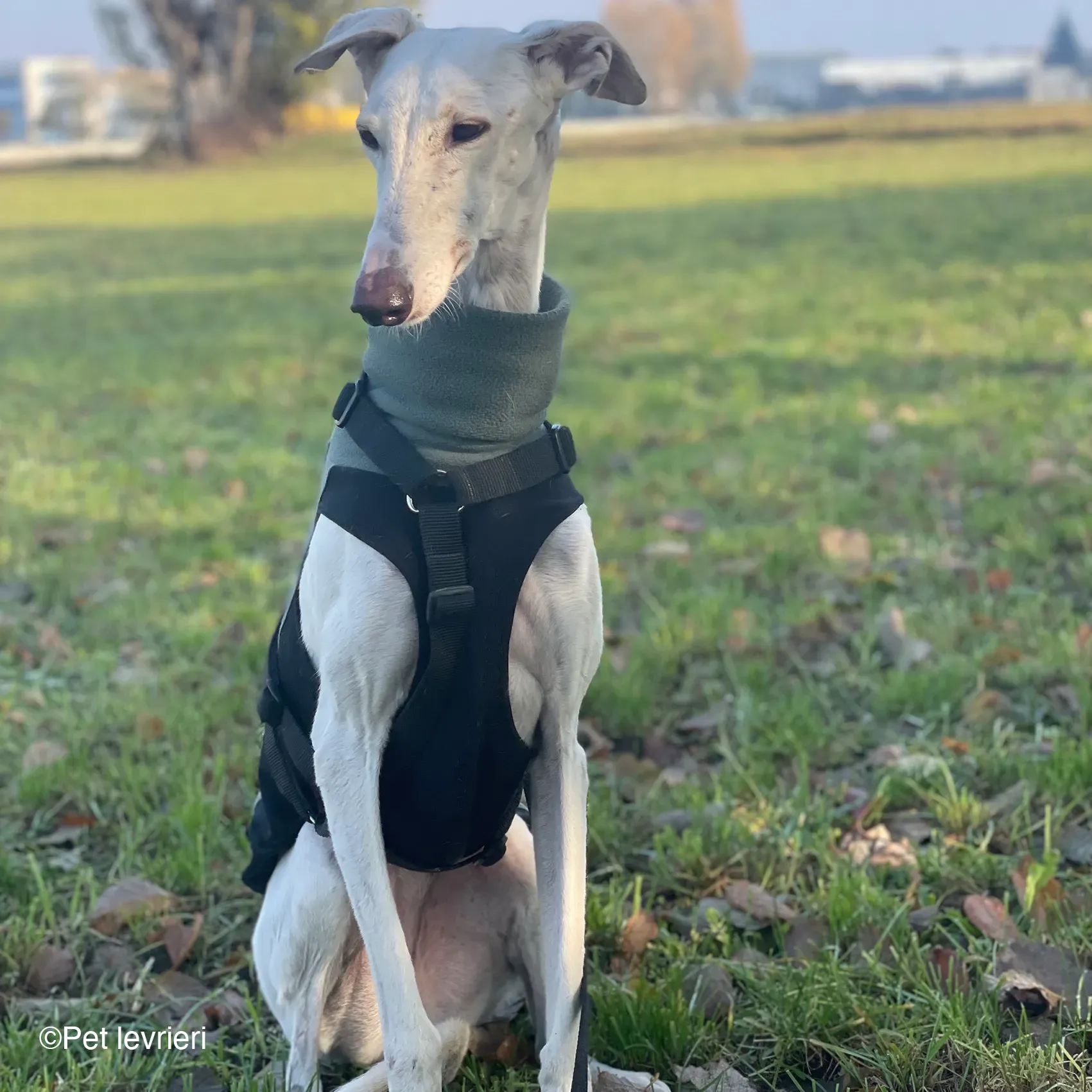 Guinea galgo bianco levriero  cane adozione bellezza fosterhome 05