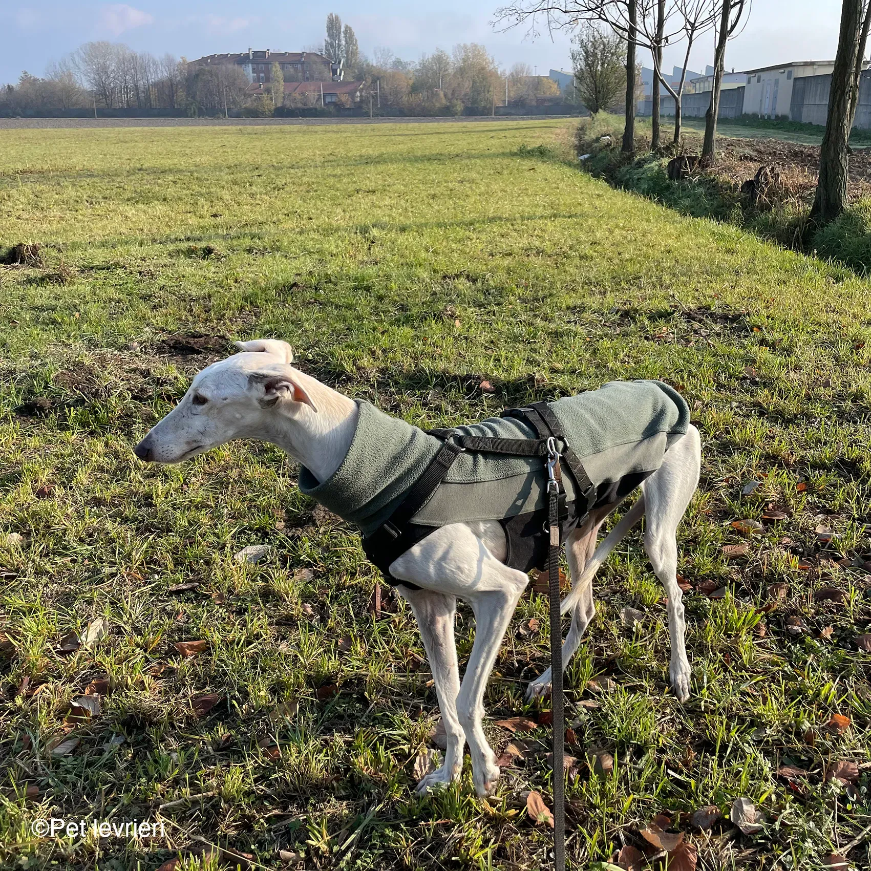 Guinea galgo bianco levriero  cane adozione bellezza fosterhome 06