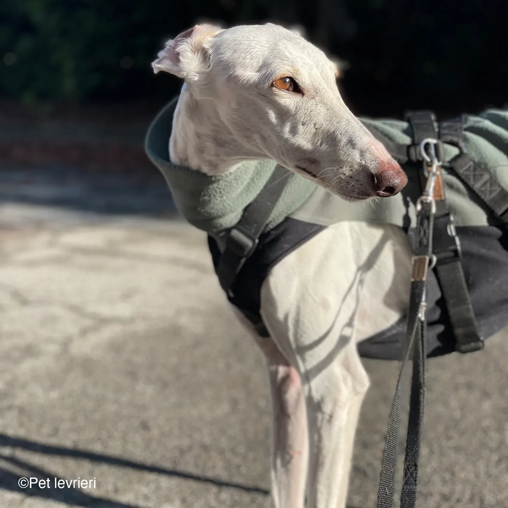 Guinea galgo bianco levriero  cane adozione bellezza fosterhome 07
