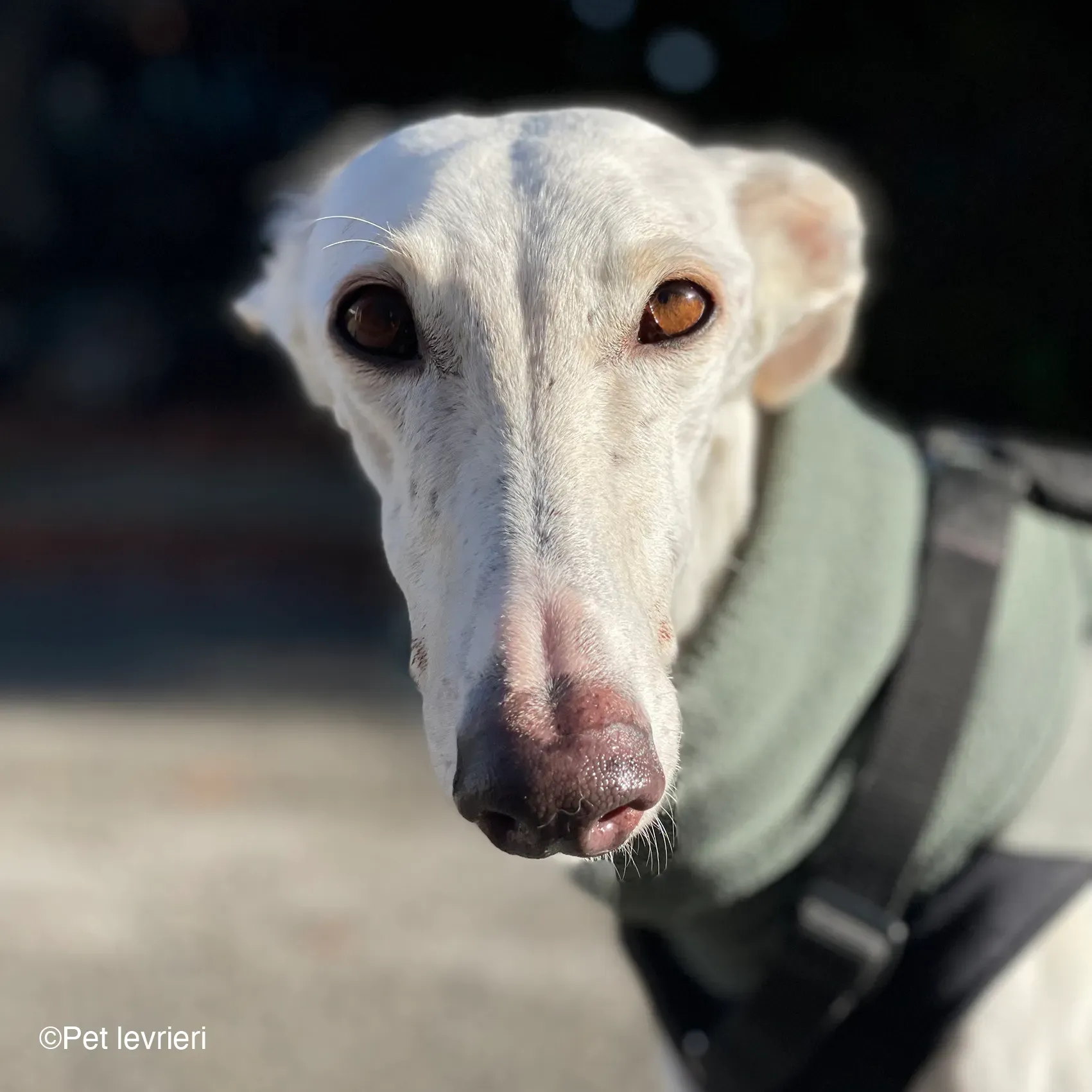 Guinea galgo bianco levriero  cane adozione bellezza fosterhome 08