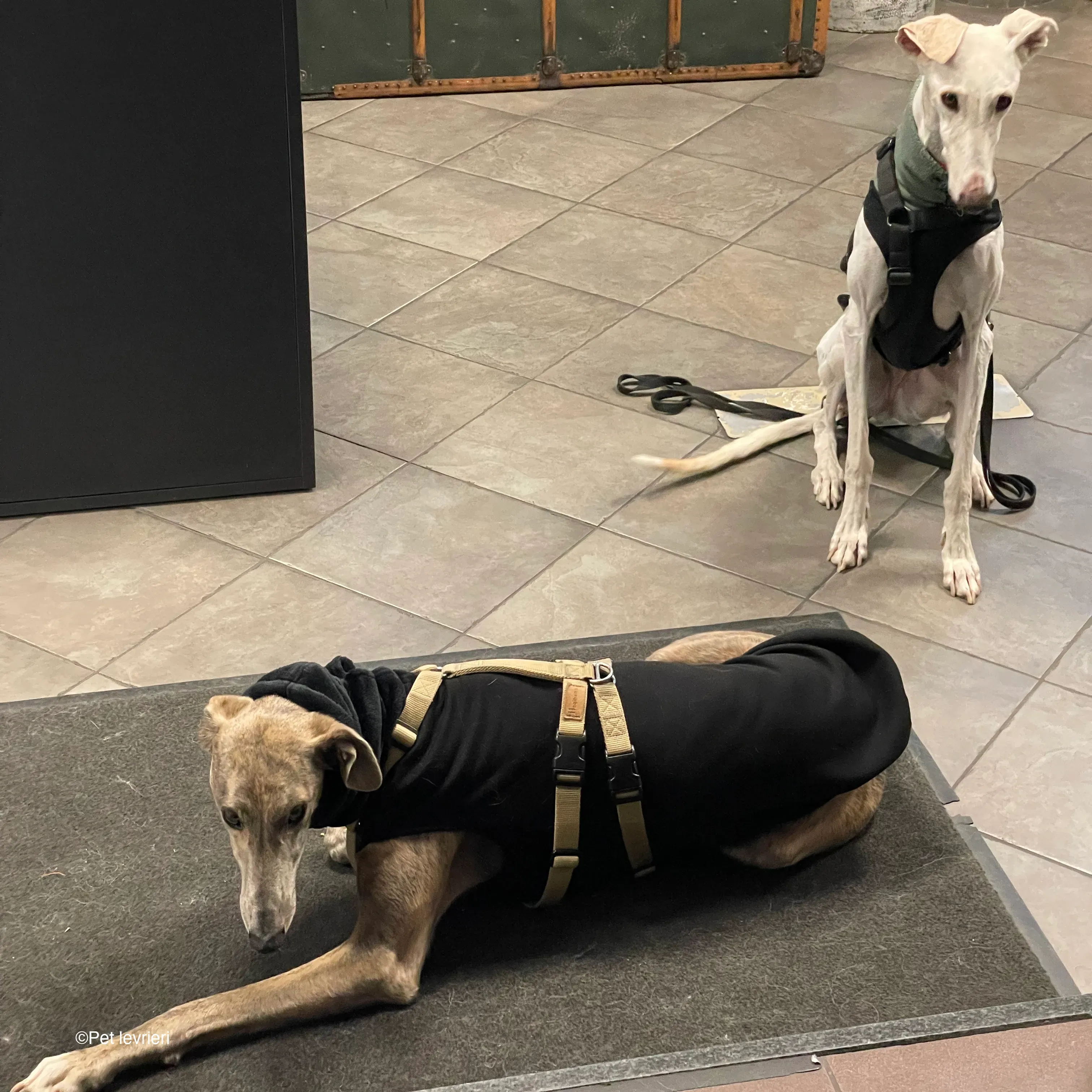 Guinea galgo bianco levriero  cane adozione bellezza fosterhome 09