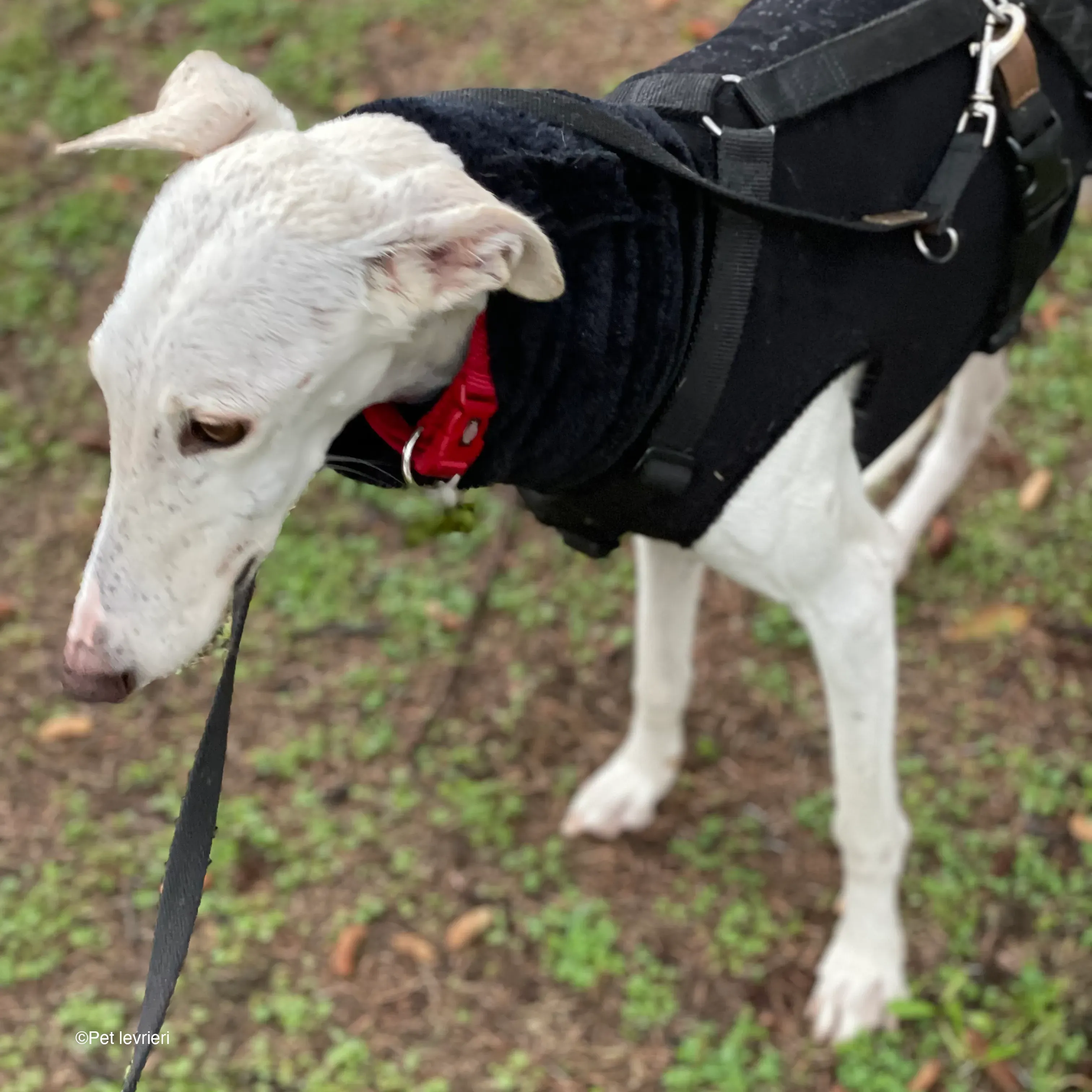 Guinea galgo bianco levriero  cane adozione bellezza fosterhome 10