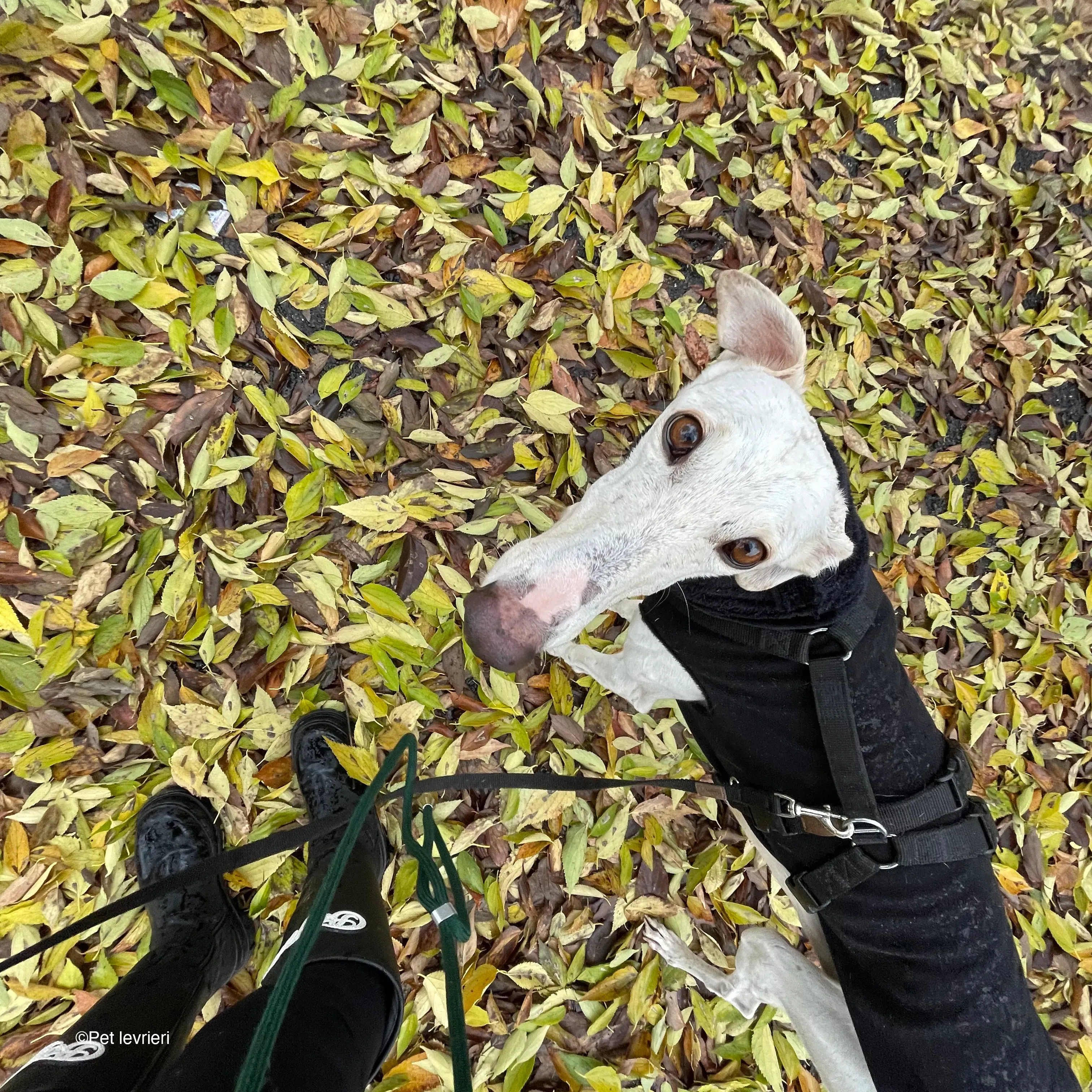 Guinea galgo bianco levriero  cane adozione bellezza fosterhome 11