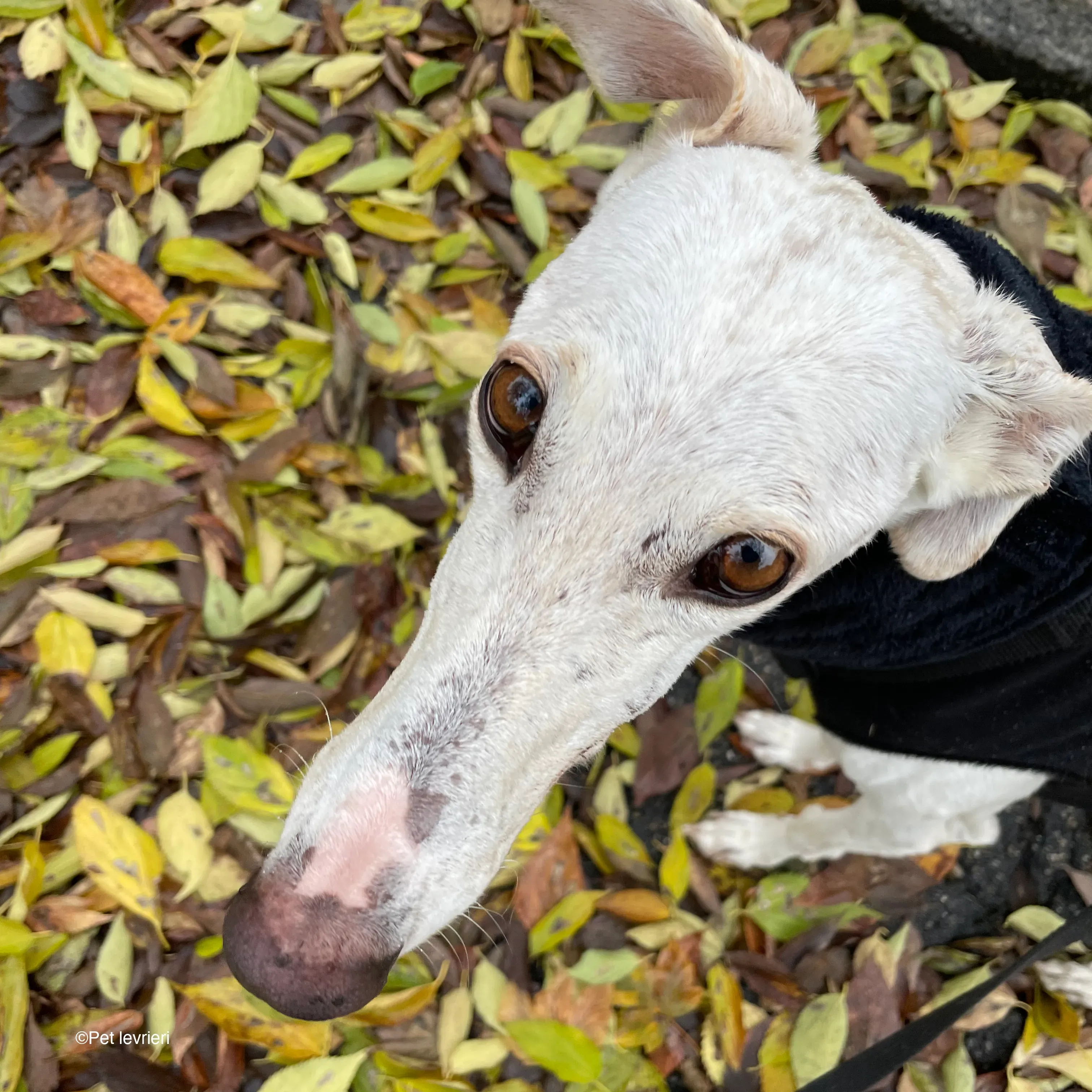 Guinea galgo bianco levriero  cane adozione bellezza fosterhome 12